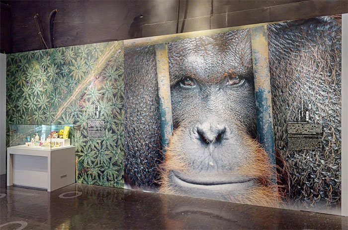 跨越2644公里,探秘婆罗洲的自然密码(图7) 1 (7).jpg