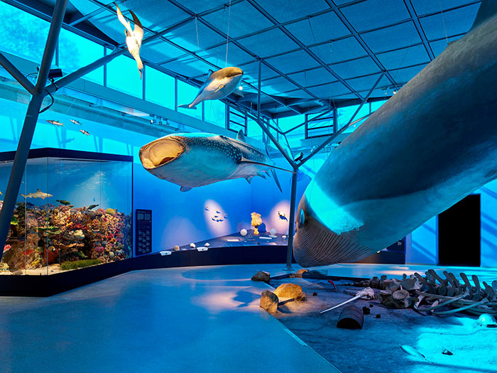 穿越亿万年生命史诗:德国斯图加特国立自然博物馆全览(图9) 德国自然博物馆 (9).jpg