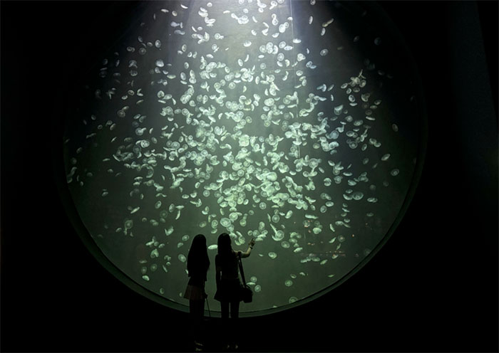 蔚蓝秘境,共生共生——新加坡S.E.A.海洋馆全景解读(图8) 新加坡s.e.a.海洋馆 (8).jpg